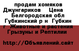 продам хомяков Джунгариков  › Цена ­ 80 - Белгородская обл., Губкинский р-н, Губкин г. Животные и растения » Грызуны и Рептилии   